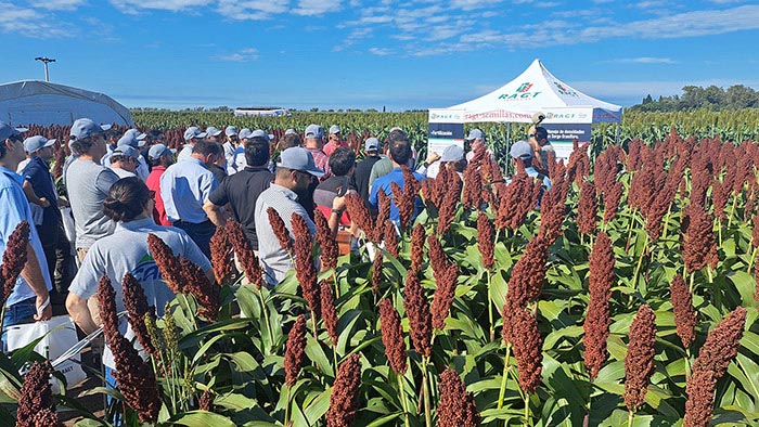 Expo RAGT, la producción rentable tiene un lugar central para el sorgo